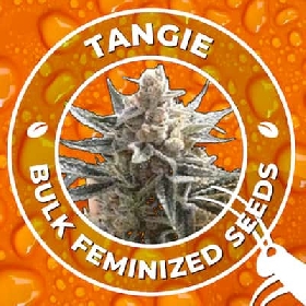 Tangie > Bulk Seeds