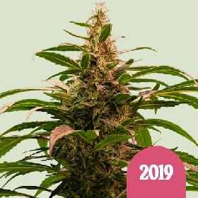 The 2019 > Royal Queen Seeds