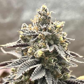 The Jewel > Tramuntana Seeds