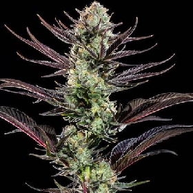 Thin Mint Frosting > Barneys farm