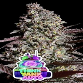 Think Tank Auto > Anesia Seeds