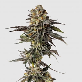 Toad Poison Auto > Growers Choice