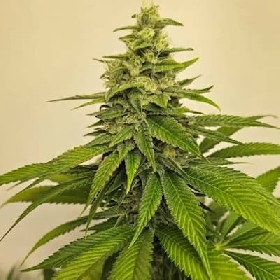Toad Venum > Growers Choice