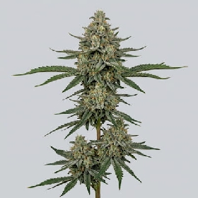 Toxic x Runtz > TH Seeds