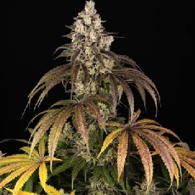 Trainwreck Auto > Barneys Farm