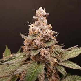 Trop Cherry Hash > Bask Triangle Farms