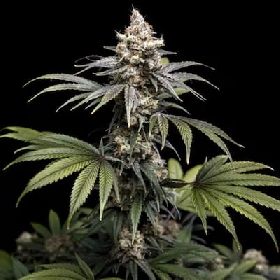 Tropic Gem > World Breeders