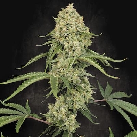 Tropical Fruit Cake > Paradise Seeds