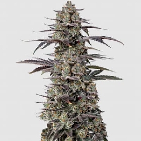 Tropicana Cherry Triploid F1 > Growers Choice
