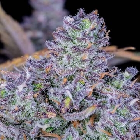 Tropicana Cookies Auto > Barneys Farm