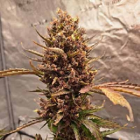 Tropicana Cookies > Tramuntana Seeds