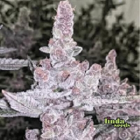 Tropicanna Cookies > Linda Seeds