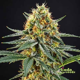 Tropicanna Cookies > Linda Seeds
