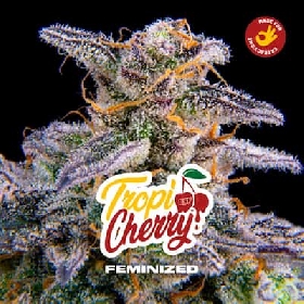 Tropicherry > BSF Seeds