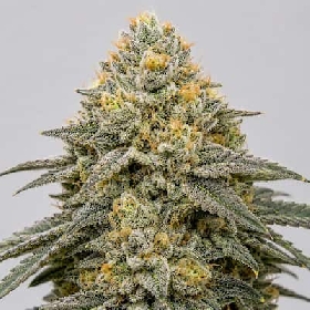 True OG x Runtz > Ripper Seeds