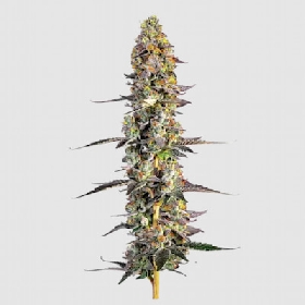 Unicorn Wagyu Auto > Growers Choice
