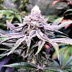 Uva Gump > Bask Triangle Farms