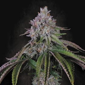 Velvet Mist > Paradise Seeds