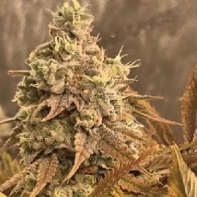 Verbena Funk > Mamiko Seeds