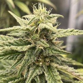 Zushi Verde > Elev8 Seeds