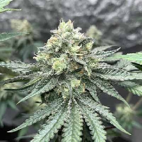 Vlad the Inhaler > White Label Seeds