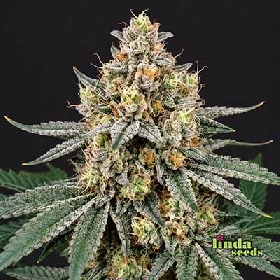 Wedding Cake > Linda Seeds