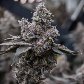 Wedding Cake x Runtz > Ripper Seeds