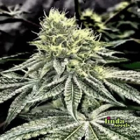 Wedding Gelato > Linda Seeds