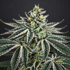 White Truffle > Linda Seeds