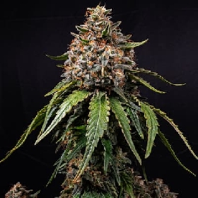 White Widow > Barney's Farm