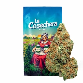 White Widow CBD > La Cosechera