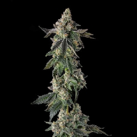 Wokstar > Compound Genetics