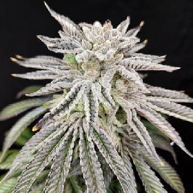 Yuzu Grape Kush > Pure Instinto