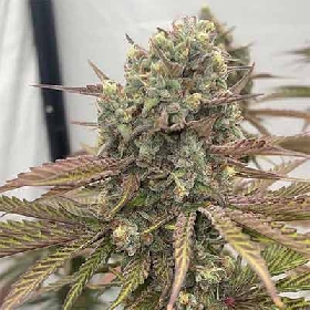 Zapplewoodz > Conscious Genetics