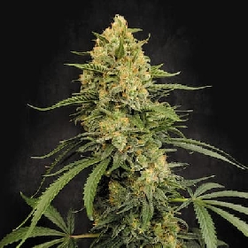Zesty Bliss > Paradise Seeds