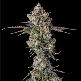 Zhampagne > Compound Genetics Seeds