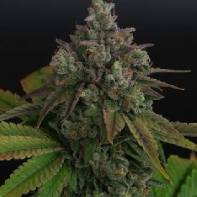 Zitala > Bask Triangle Farms