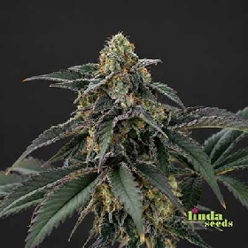Zkittlez Auto > Linda Seeds