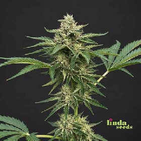 Zkittlez > Linda Seeds