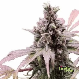 Zkittlez > Linda Seeds