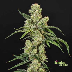 Zoap > Linda Seeds