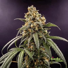 Zoap > Linda Seeds