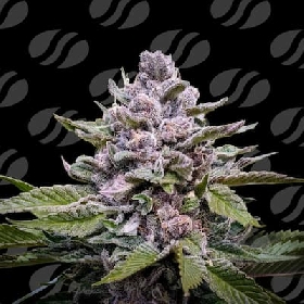 Zoapaya Auto > Original Sensible Seeds