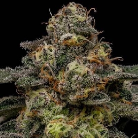 Zombie Bride x Runtz > Ripper Seeds
