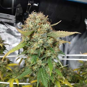 Zookies > Tramuntana Seeds