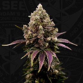 ZourGum > T.H.Seeds