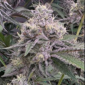 Ztrawberry Soup > Bask Triangle Farms