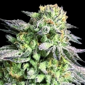 Zunami Peach > 00 Seeds